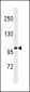 SLN13 Antibody (C-term)